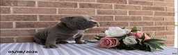 American Bully dogs for sale: Benny - Ad 2