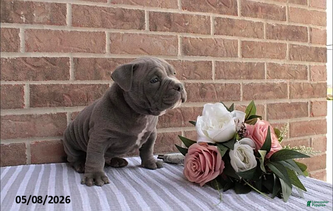 American Bully dogs for sale: Benny - Ad 2