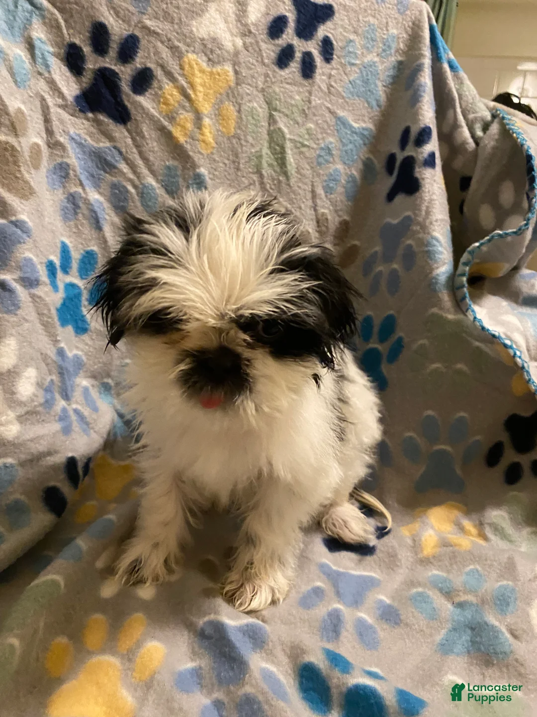 Shihpoo dogs for sale:  Wabi-Sabi - Ad 3
