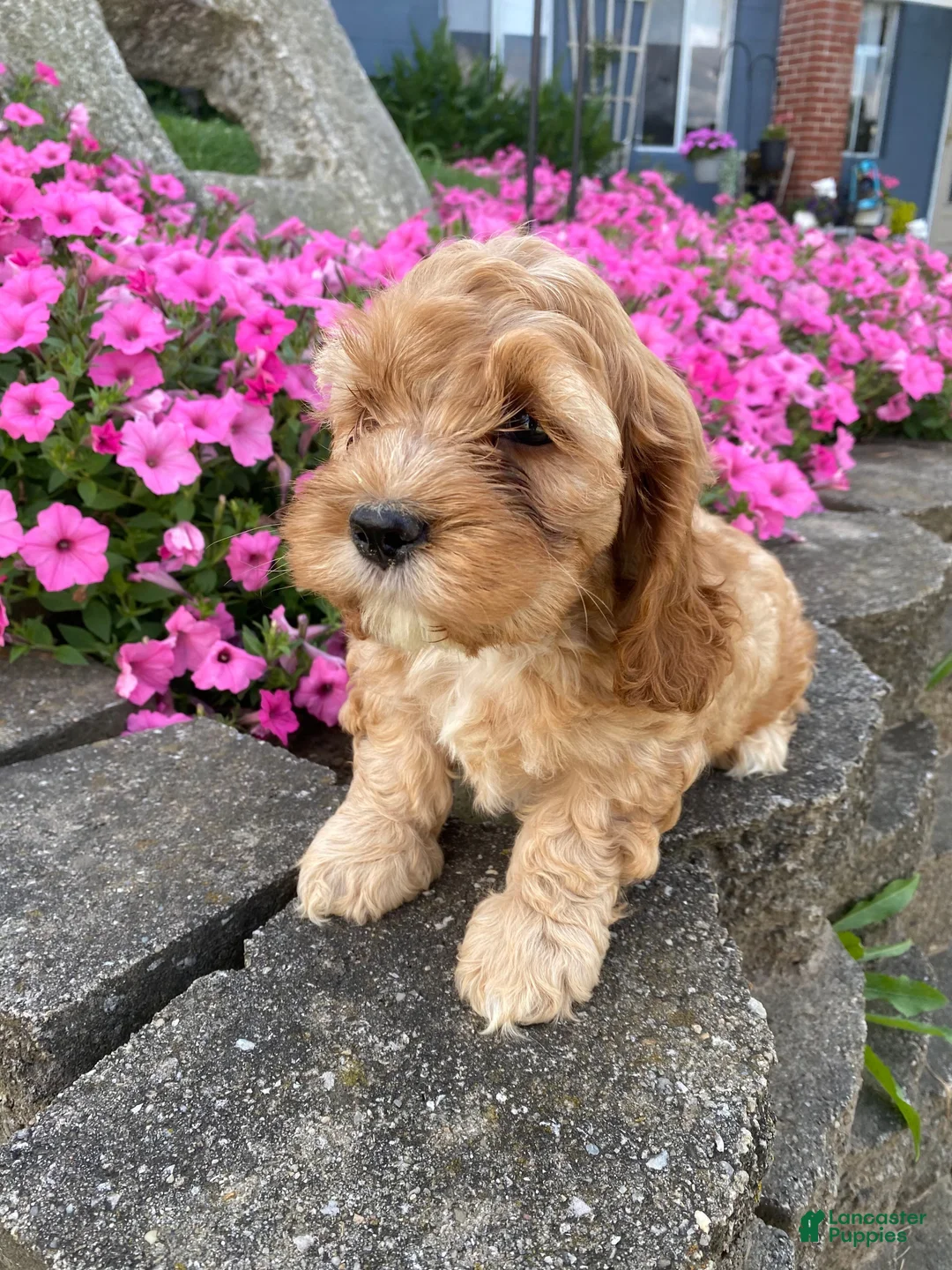 Mixed Breed dogs for sale: Gus - Ad 1
