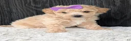 Bichpoo dogs for sale: Darla  - Ad 5