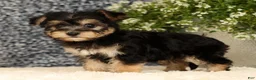 Yochon dogs for sale: Vanessa - Ad 4