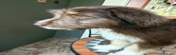 Aussiedoodle dogs for sale: Aussiedoodle 3 - Ad 22