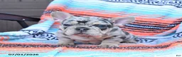 Mixed Breed dogs for sale: Checkers - Ad 4