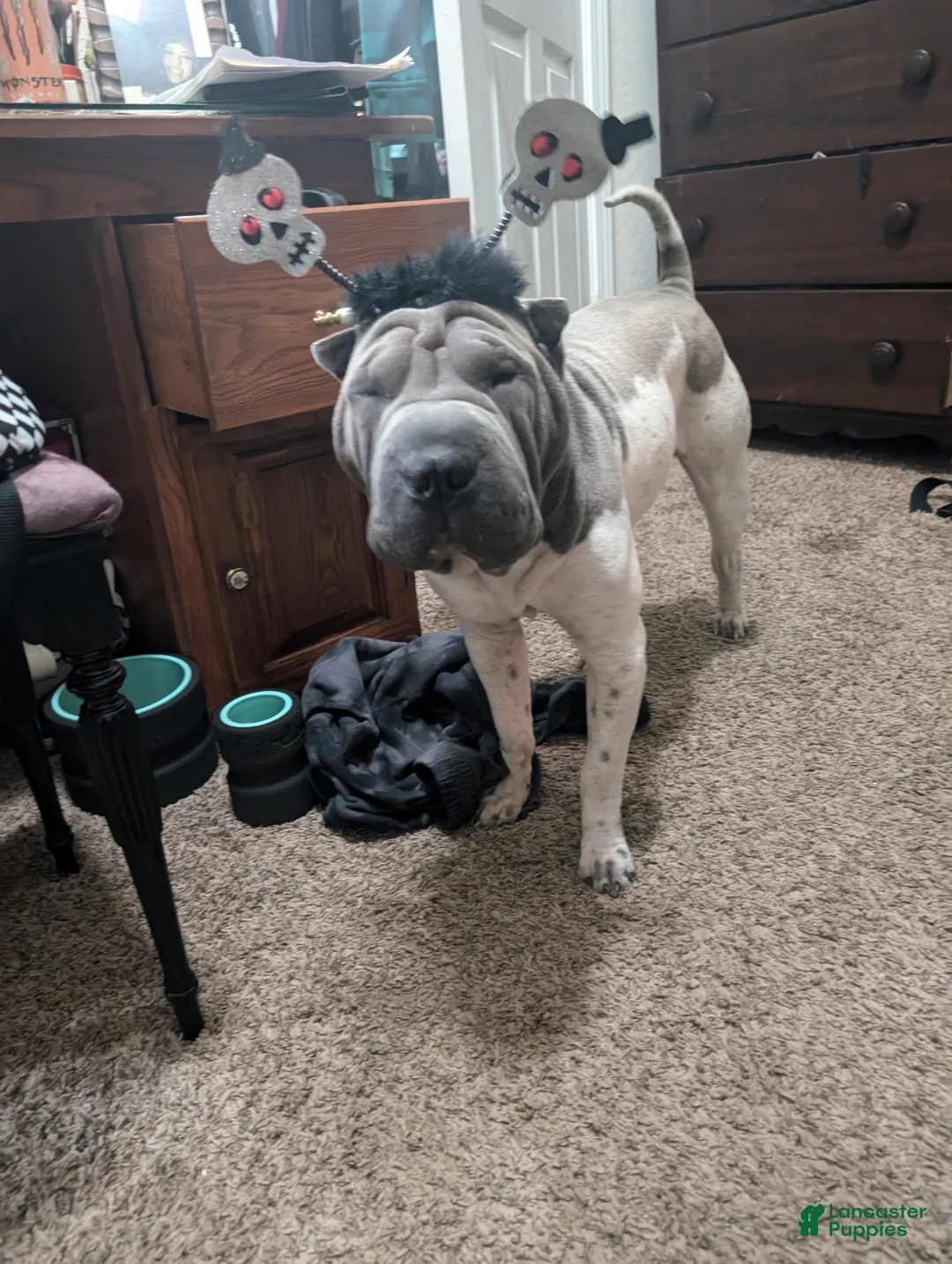 Shar Pei dogs for stud: For Stud - Ad 10