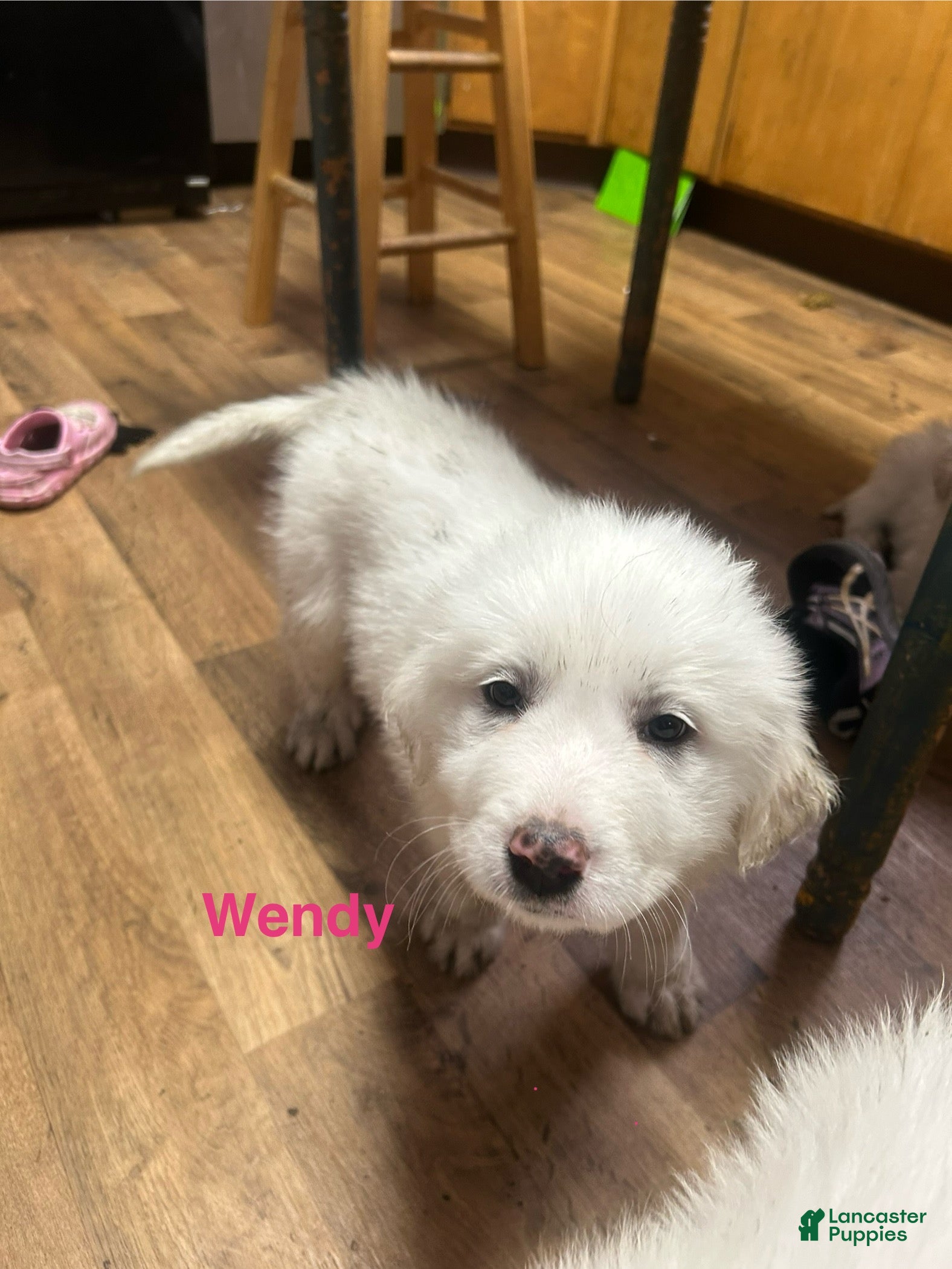 Great Pyrenees dogs Wendy - Ad 29