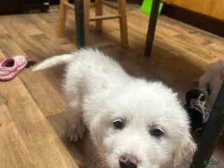 Great Pyrenees dogs Wendy - Ad 29