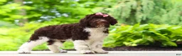 Portuguese Water Dog dogs for sale: Lily - Ad 5