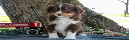 Miniature Australian Shepherd dogs for sale: Biscuit - Ad 1
