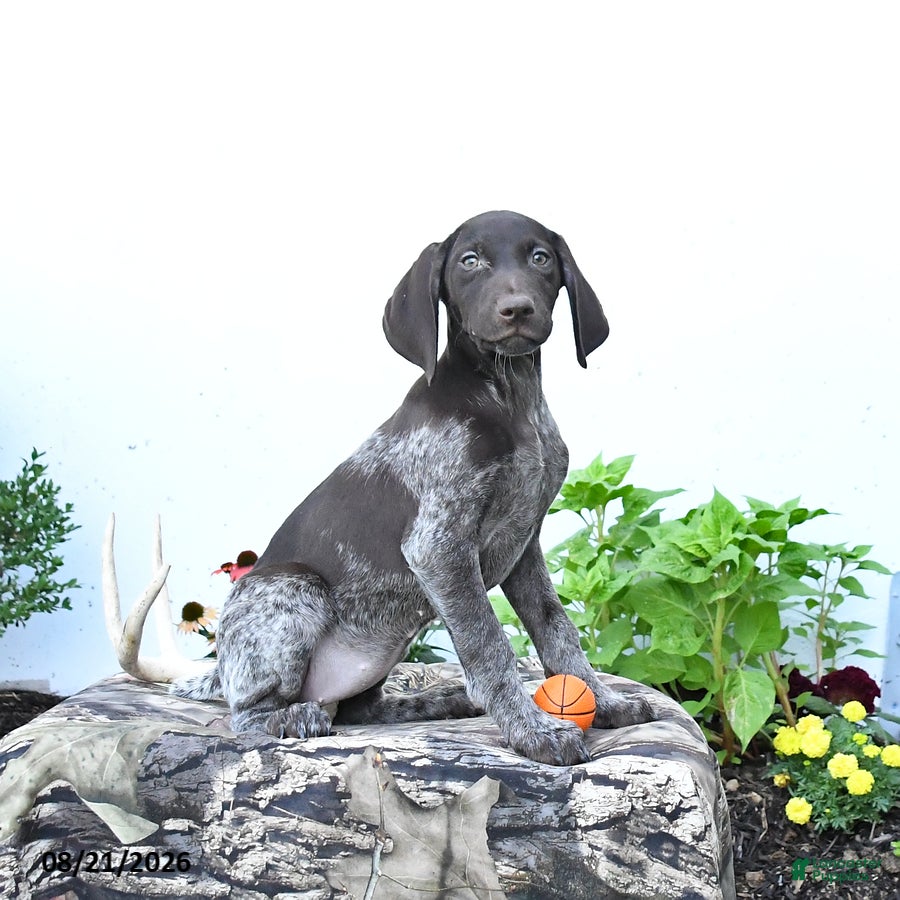 German Shorthaired Pointer dogs Daisy - Ad 1