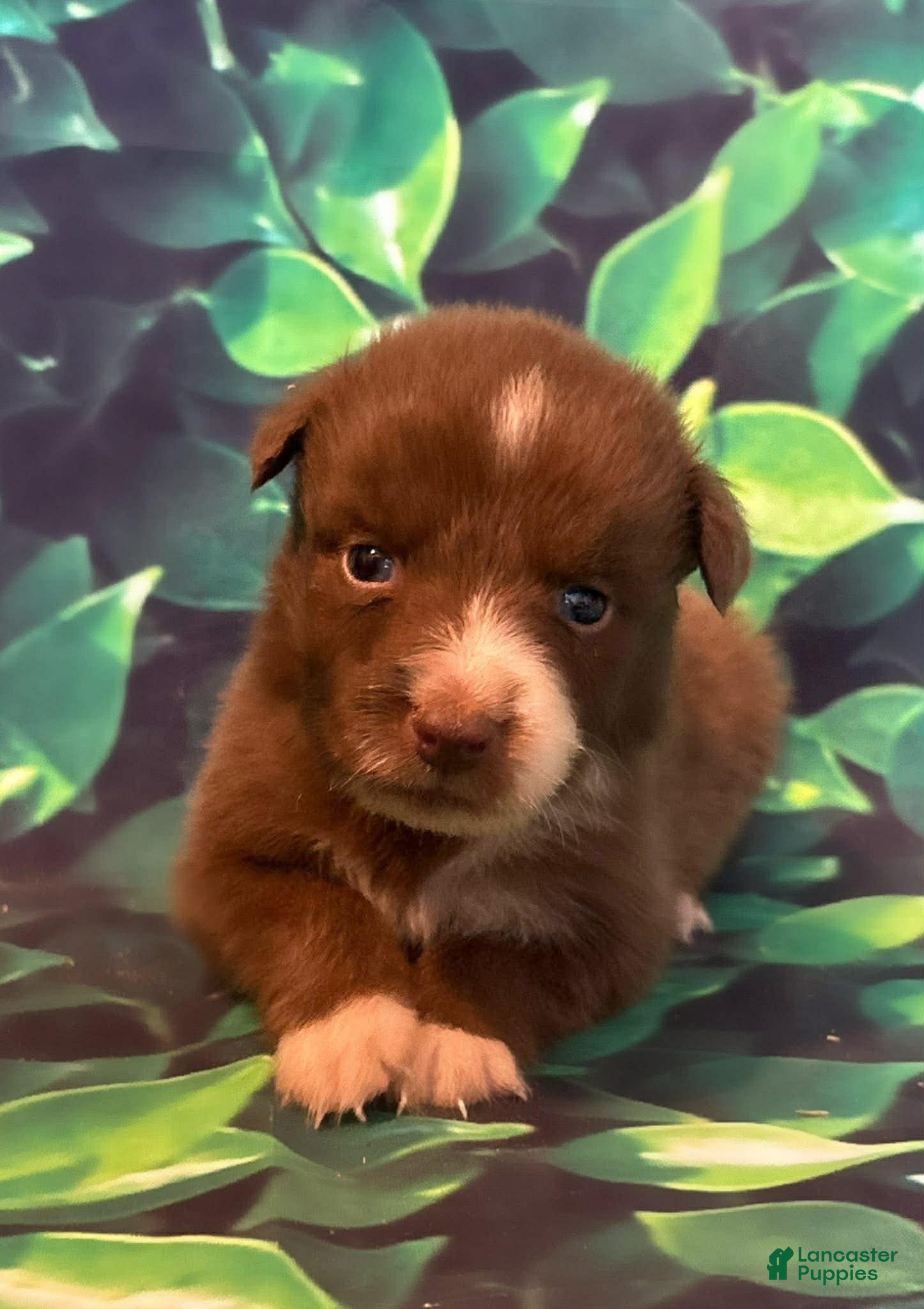 Australian Shepherd dogs Australian Shepherd Puppy 1 - Ad 19