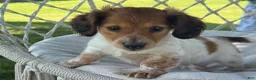 Miniature Dachshund dogs for sale: Bobby - Ad 9