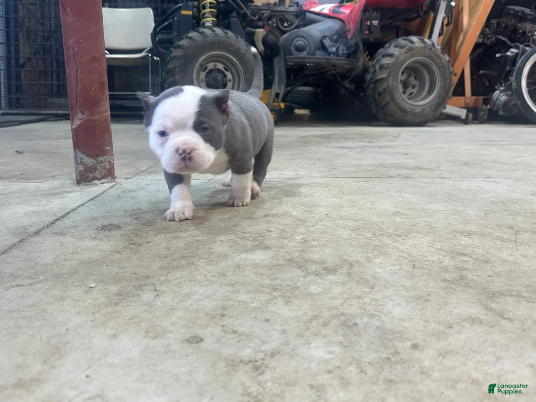 American Bully dogs for sale: American Bully Puppy 1 - Ad 3