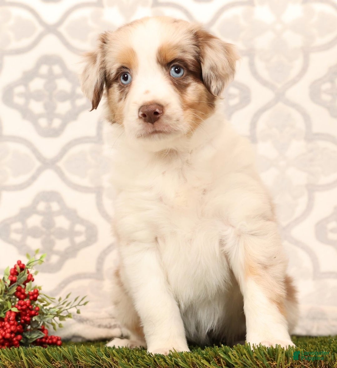 Miniature Australian Shepherd dogs for sale: Rainbow - Ad 7