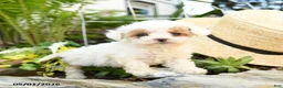 Toy Poodle dogs for sale: Meringue - Ad 1