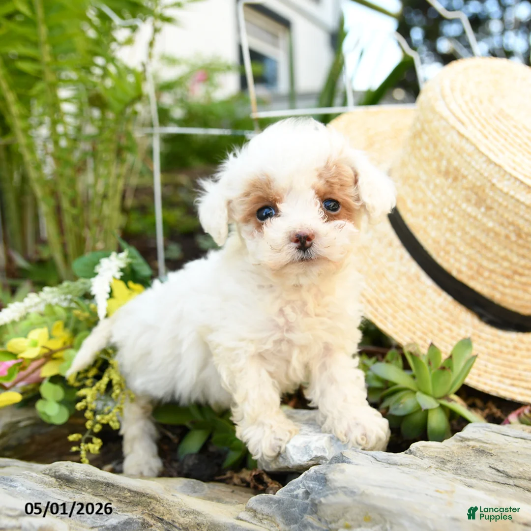Toy Poodle dogs for sale: Meringue - Ad 1