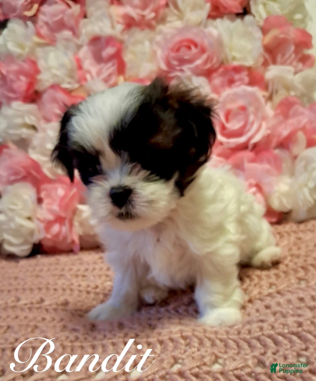 Shih Tzu dogs for sale: Bandit  - Ad 3