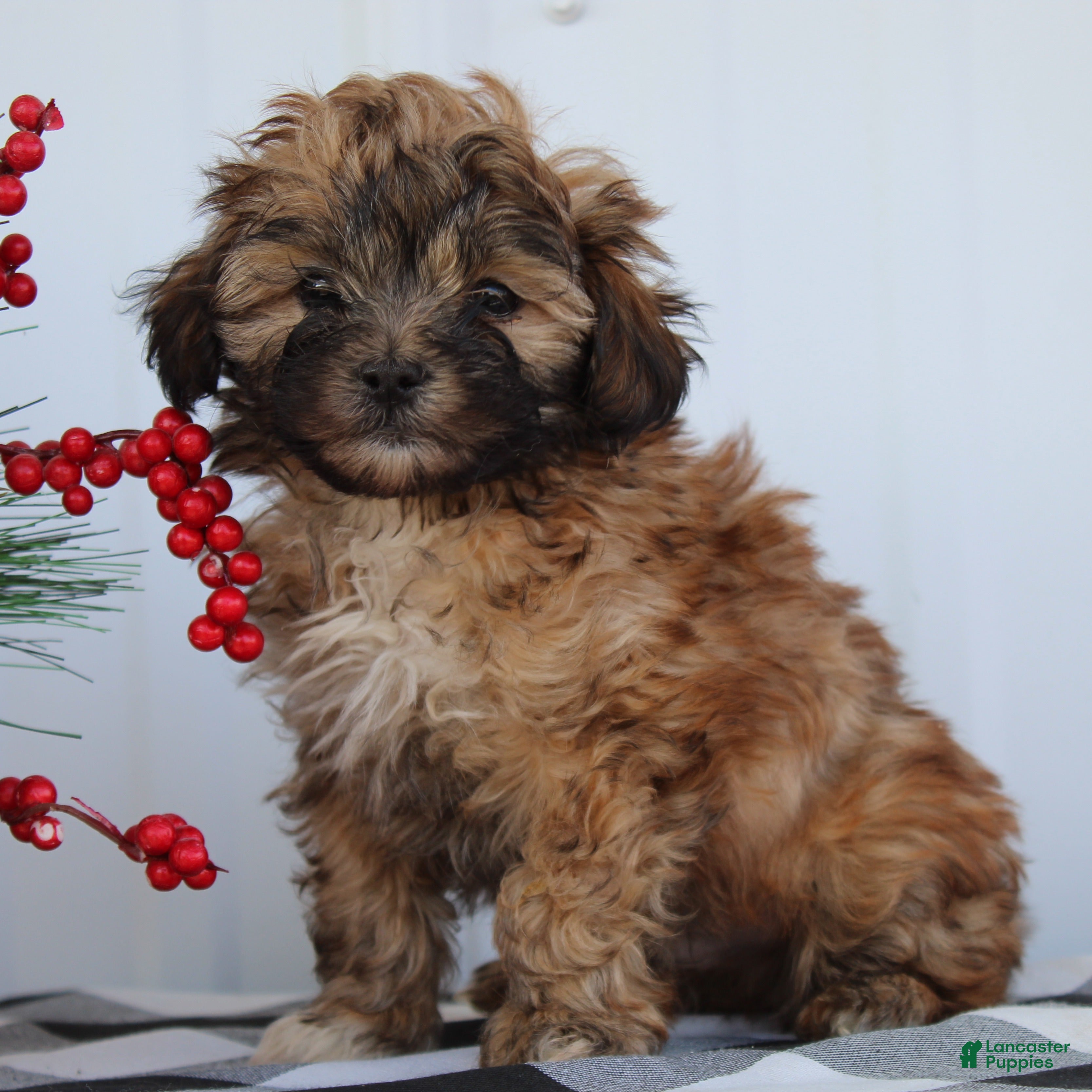 Shihpoo dogs Sparky - F1 - Ad 26