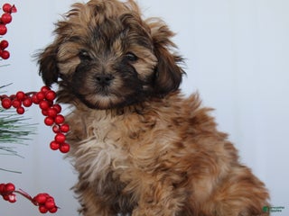 Shihpoo dogs Sparky - F1 - Ad 13