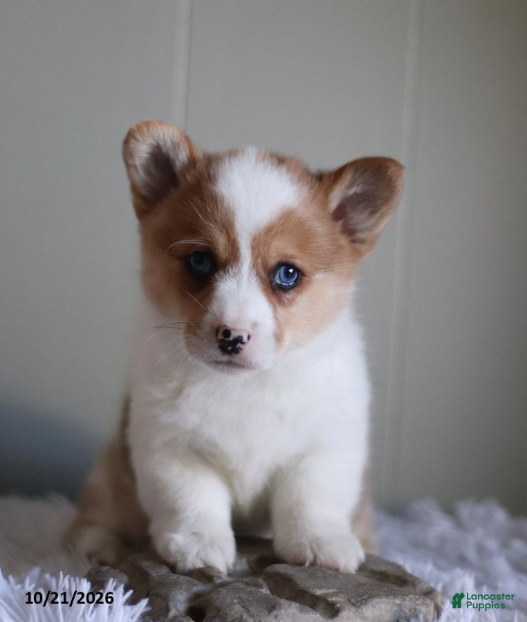 Welsh Corgi Pembroke dogs for sale: Pumpkin - Ad 2