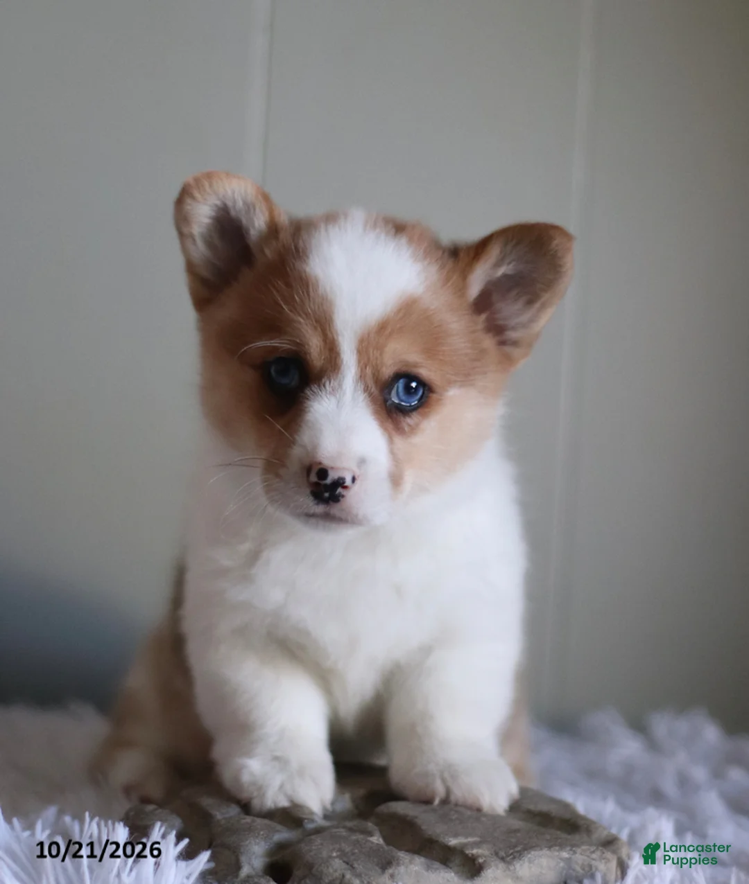 Welsh Corgi Pembroke dogs for sale: Pumpkin - Ad 2
