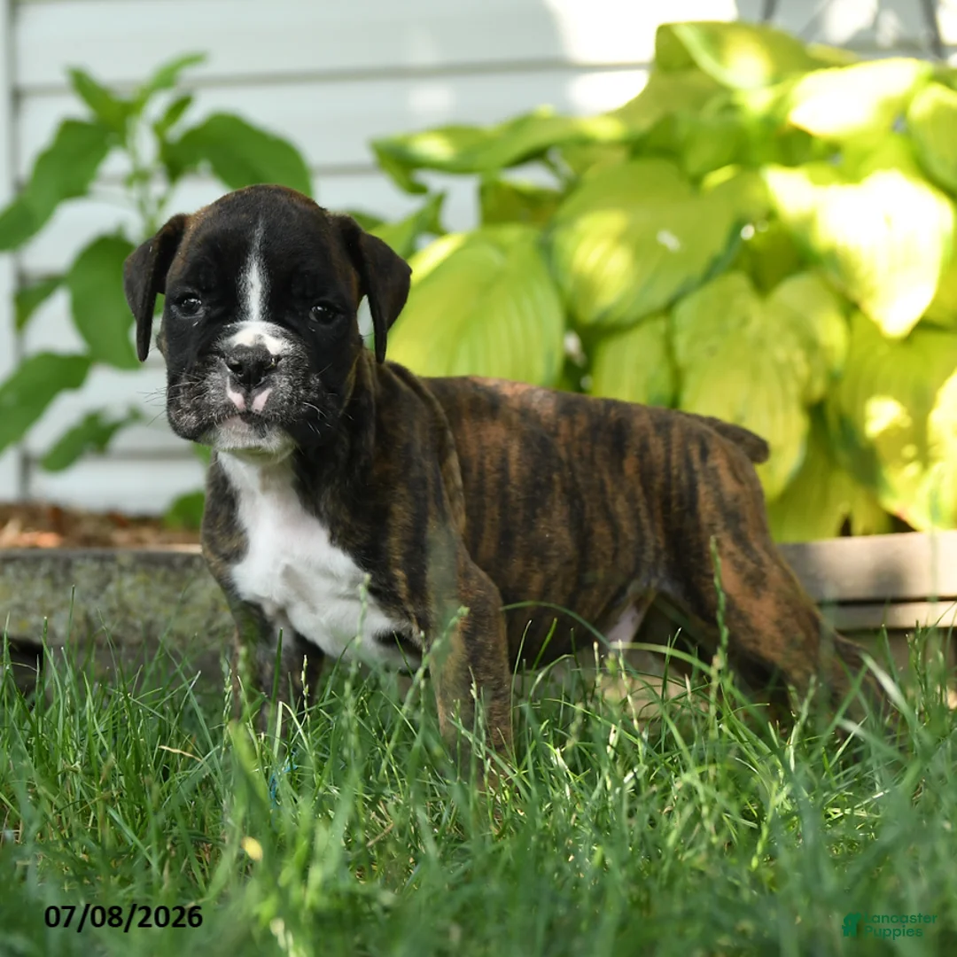 Boxer dogs for sale: Jett - Ad 3