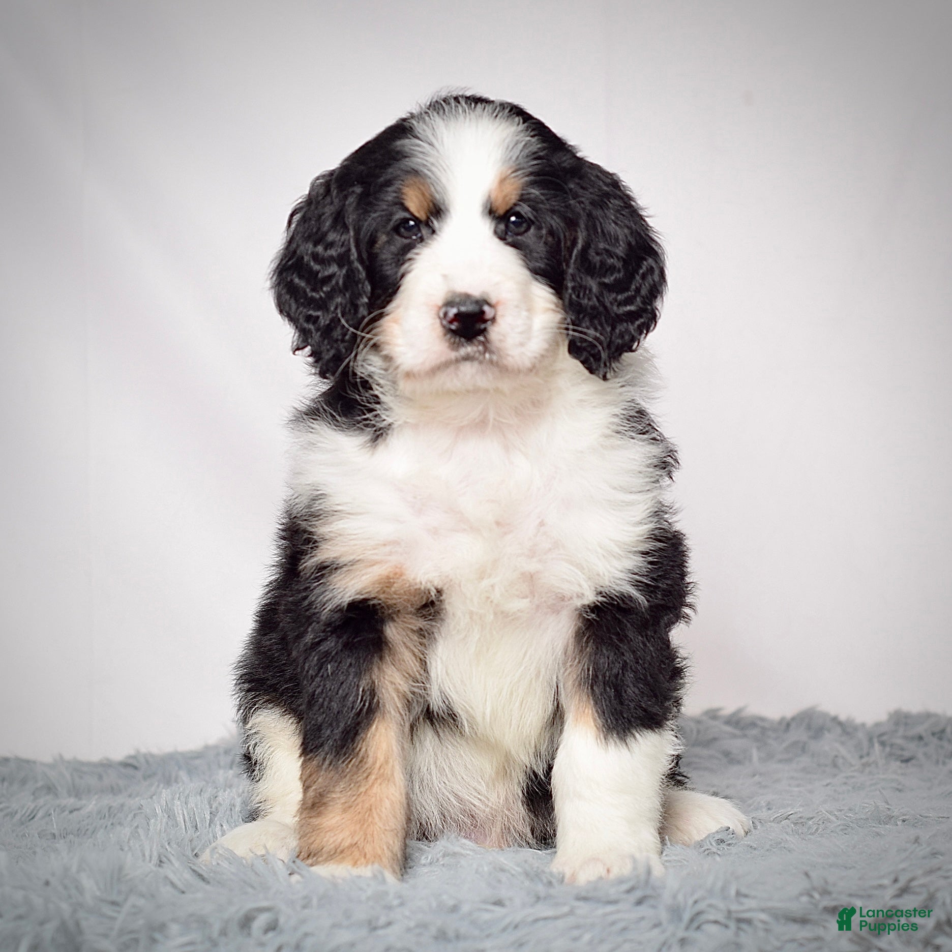 Bernedoodle dogs Mr. Vincent - Ad 1