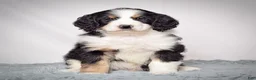 Bernedoodle dogs for sale: Mr. Vincent - Ad 1