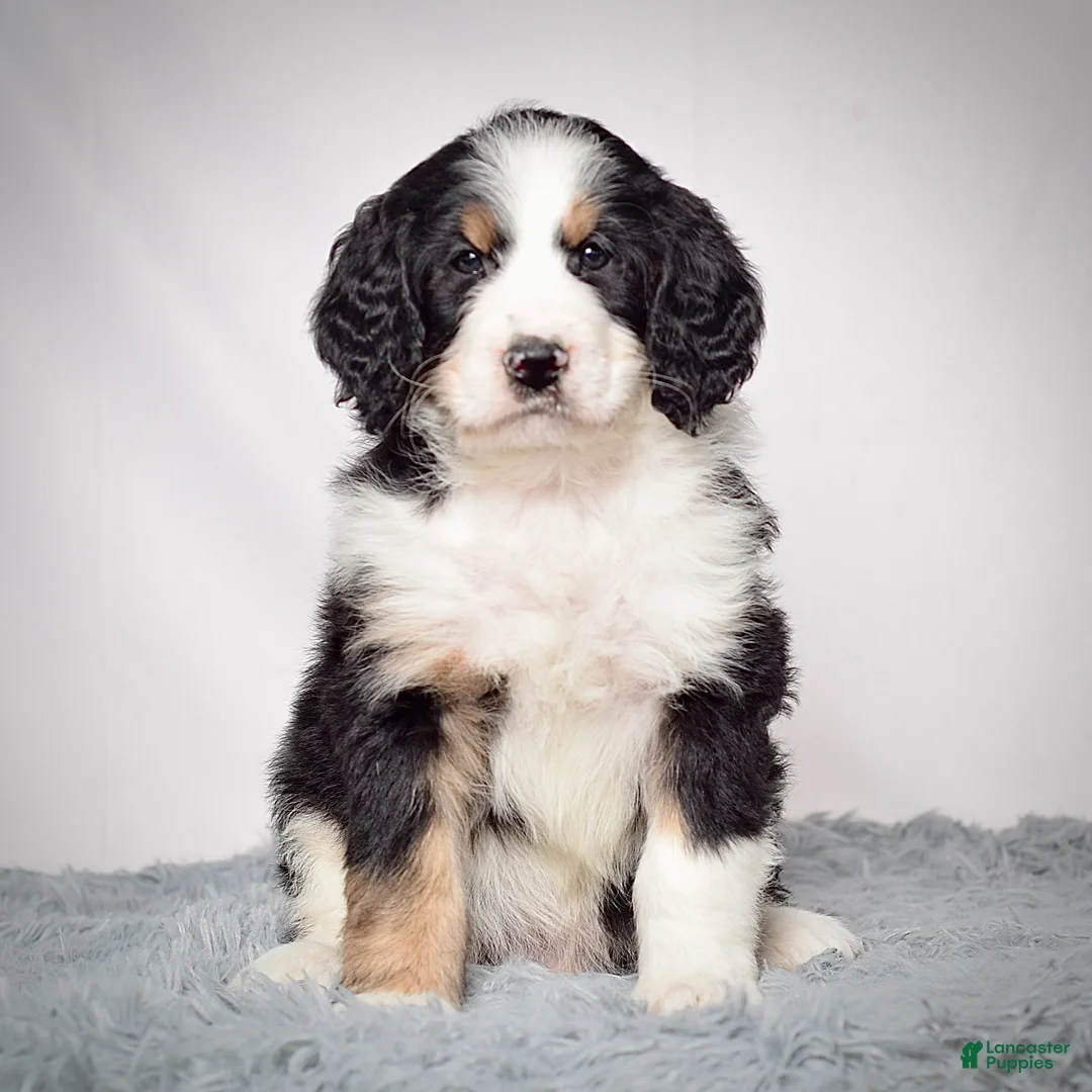 Bernedoodle dogs for sale: Mr. Vincent - Ad 1