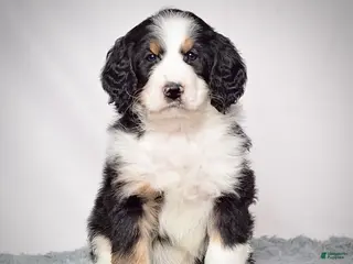 Bernedoodle dogs Mr. Vincent - Ad 1