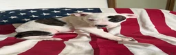 American Bully dogs for sale: American Bully 4.   (Nebula) - Ad 7