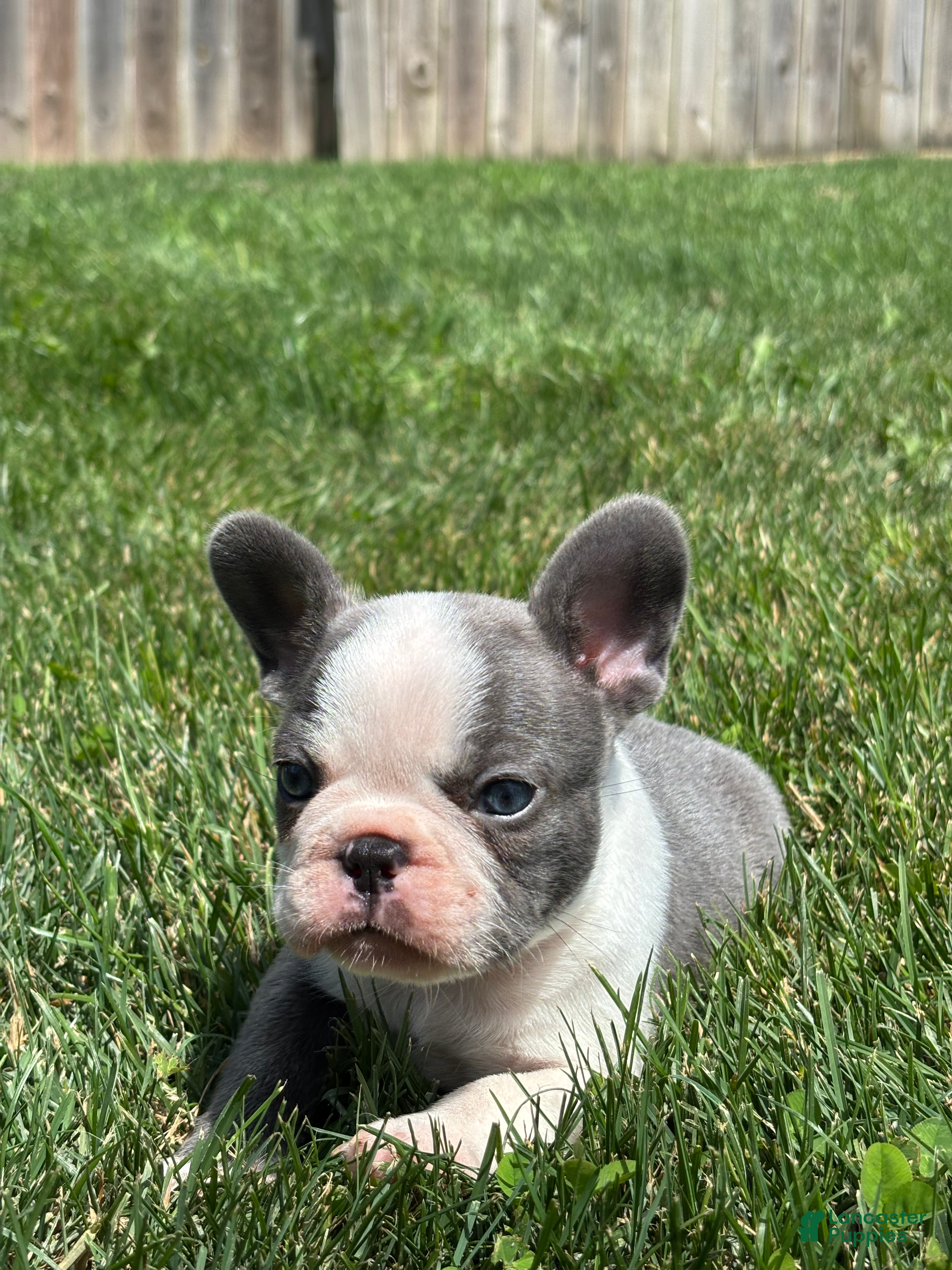 French Bulldog dogs Hunter - Ad 2