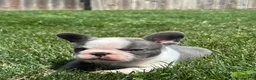 French Bulldog dogs for sale: Hunter - Ad 2