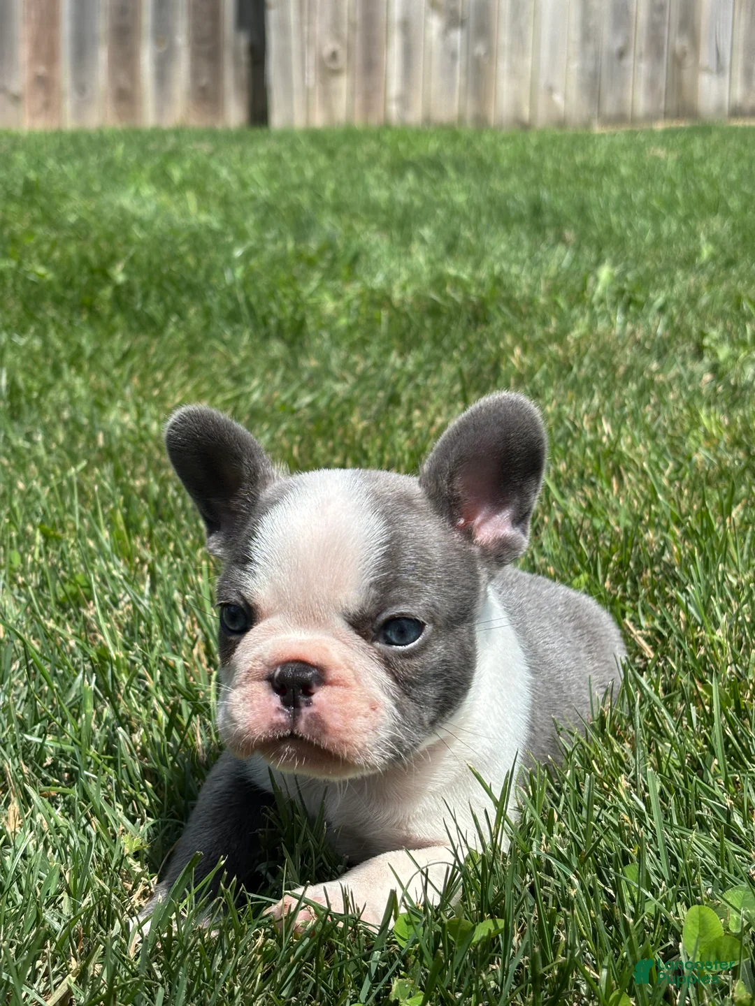 French Bulldog dogs for sale: Hunter - Ad 2