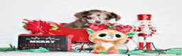 Chihuahua dogs for sale: Wilhelmina - Ad 4