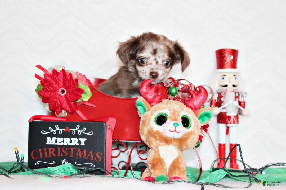 Chihuahua dogs for sale: Wilhelmina - Ad 4
