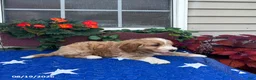 Mini Goldendoodle dogs for sale: Coby - Ad 5