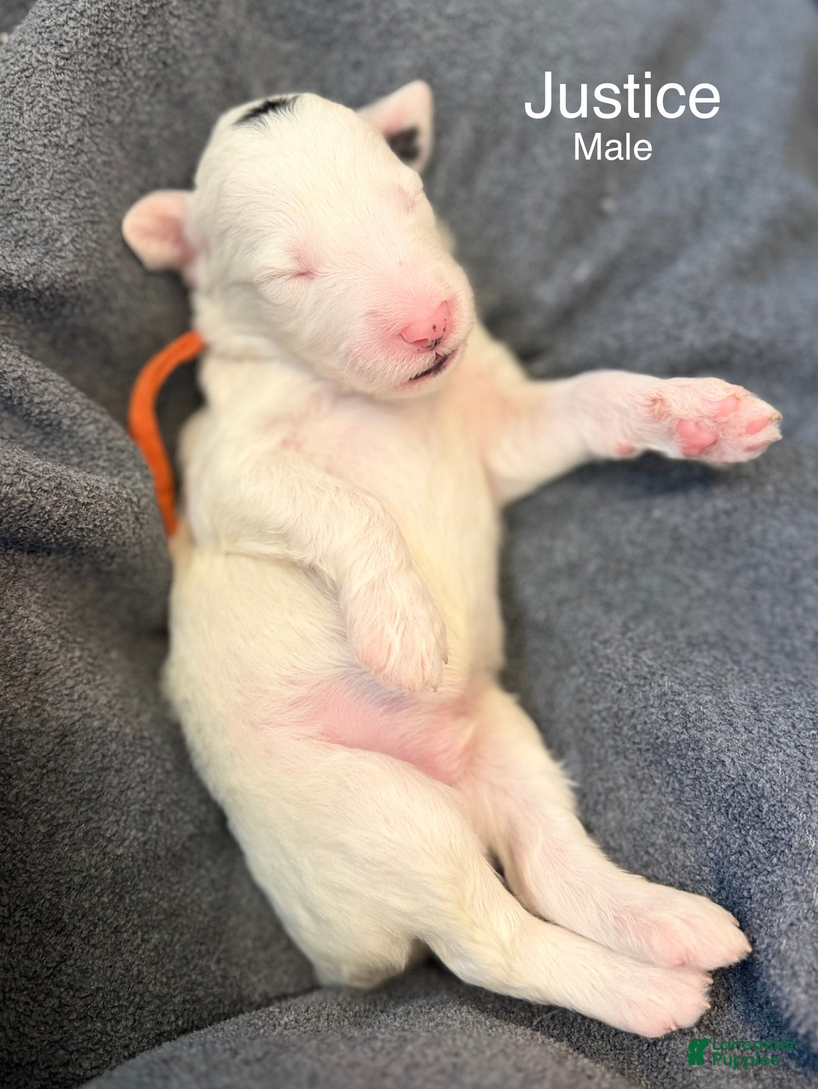 Sheepadoodle dogs Justice  - Ad 15