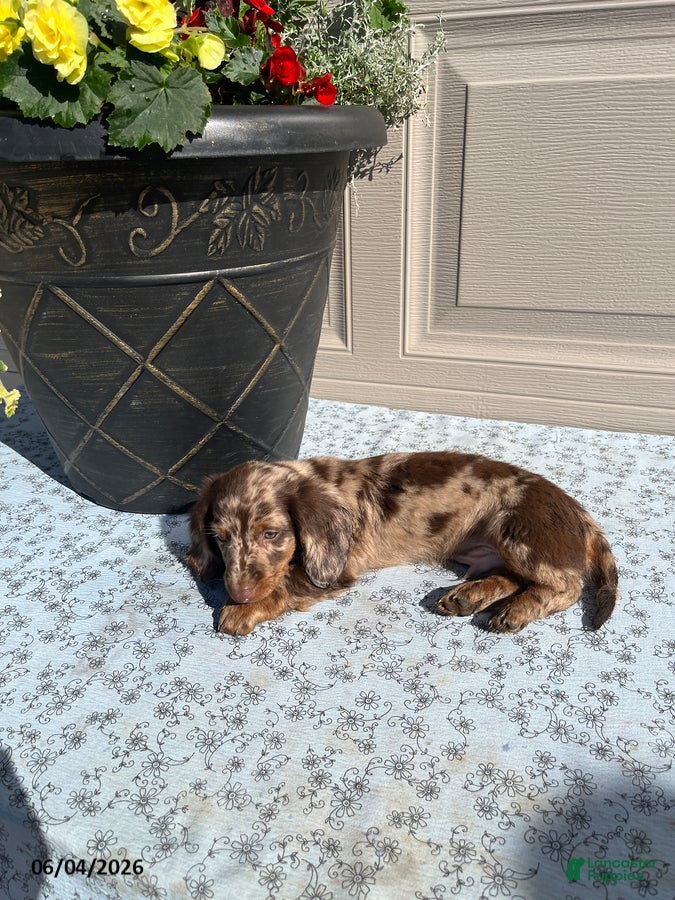 Miniature Dachshund dogs for sale: Freckles - Ad 5