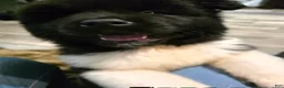 Akita dogs for sale: Chunks - Ad 2