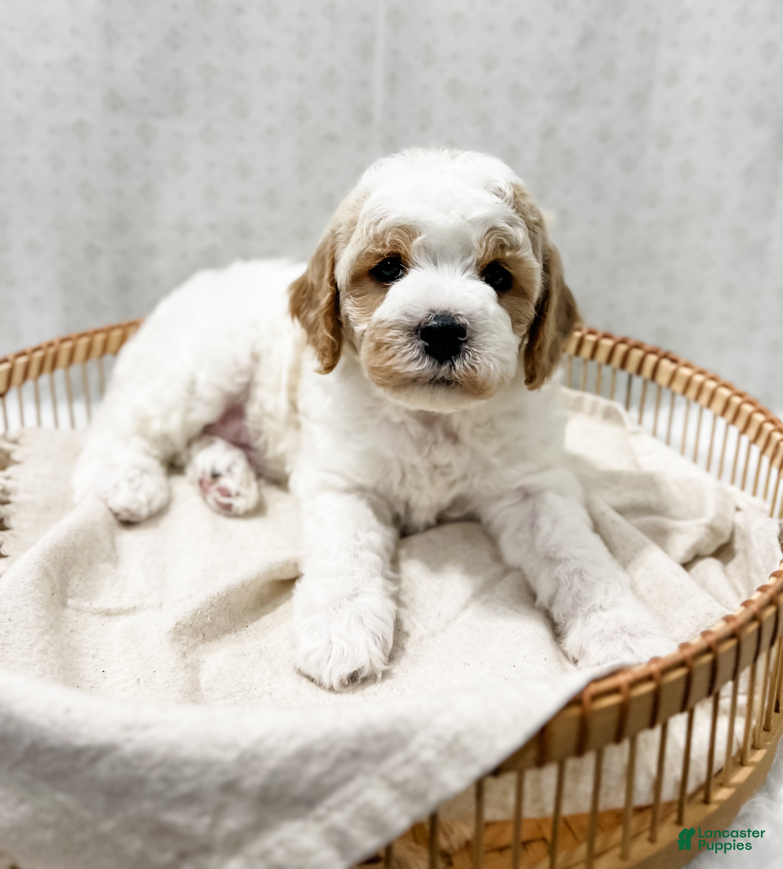 Cavapoo dogs for sale: River - Ad 3