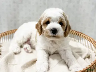 Cavapoo dogs for sale: River - Ad 3