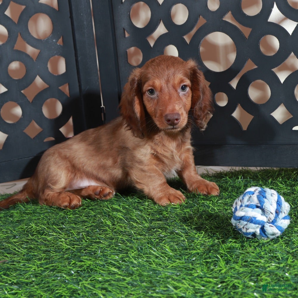 Miniature Dachshund dogs Beanie Adorable ACA Mini Dachshund Puppy - Ad 2