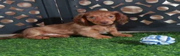 Miniature Dachshund dogs for sale: Beanie Adorable ACA Mini Dachshund Puppy - Ad 2