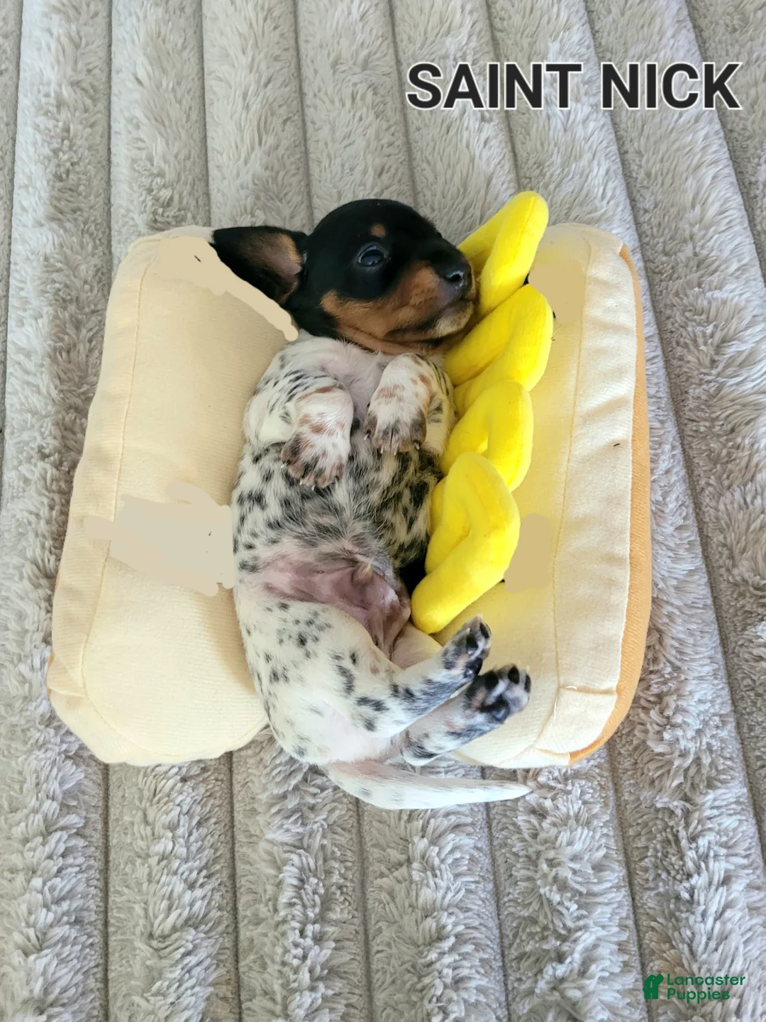 Miniature Dachshund dogs for sale: Saint Nick Miniature Dachshund Puppy 4 - Ad 4