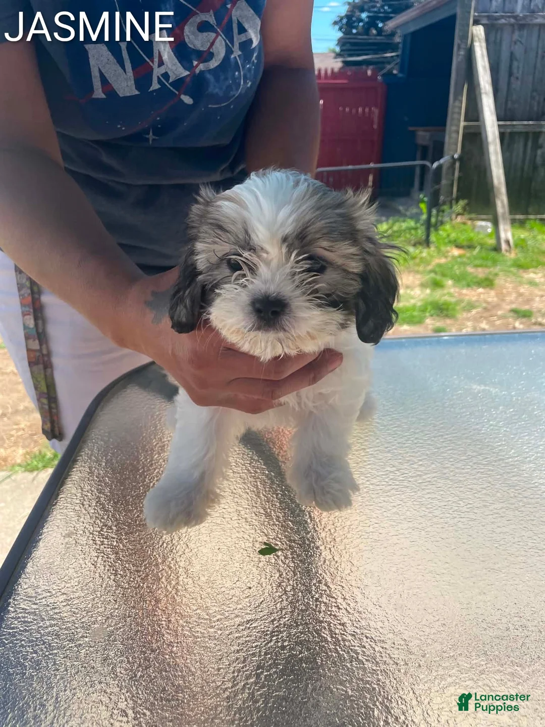 Shih Tzu dogs for sale: Shih Tzu 3 - Ad 1