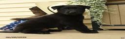 Belgian Malinois dogs for sale: Cobra - Ad 2