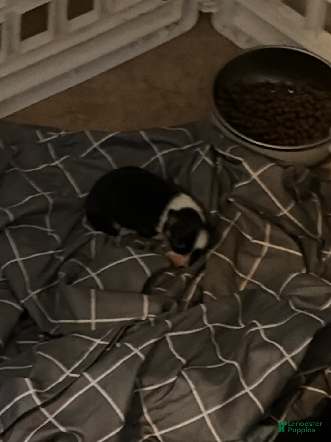 Welsh Corgi Pembroke dogs for sale: Welsh Corgi Pembroke Puppy 3 - Ad 1