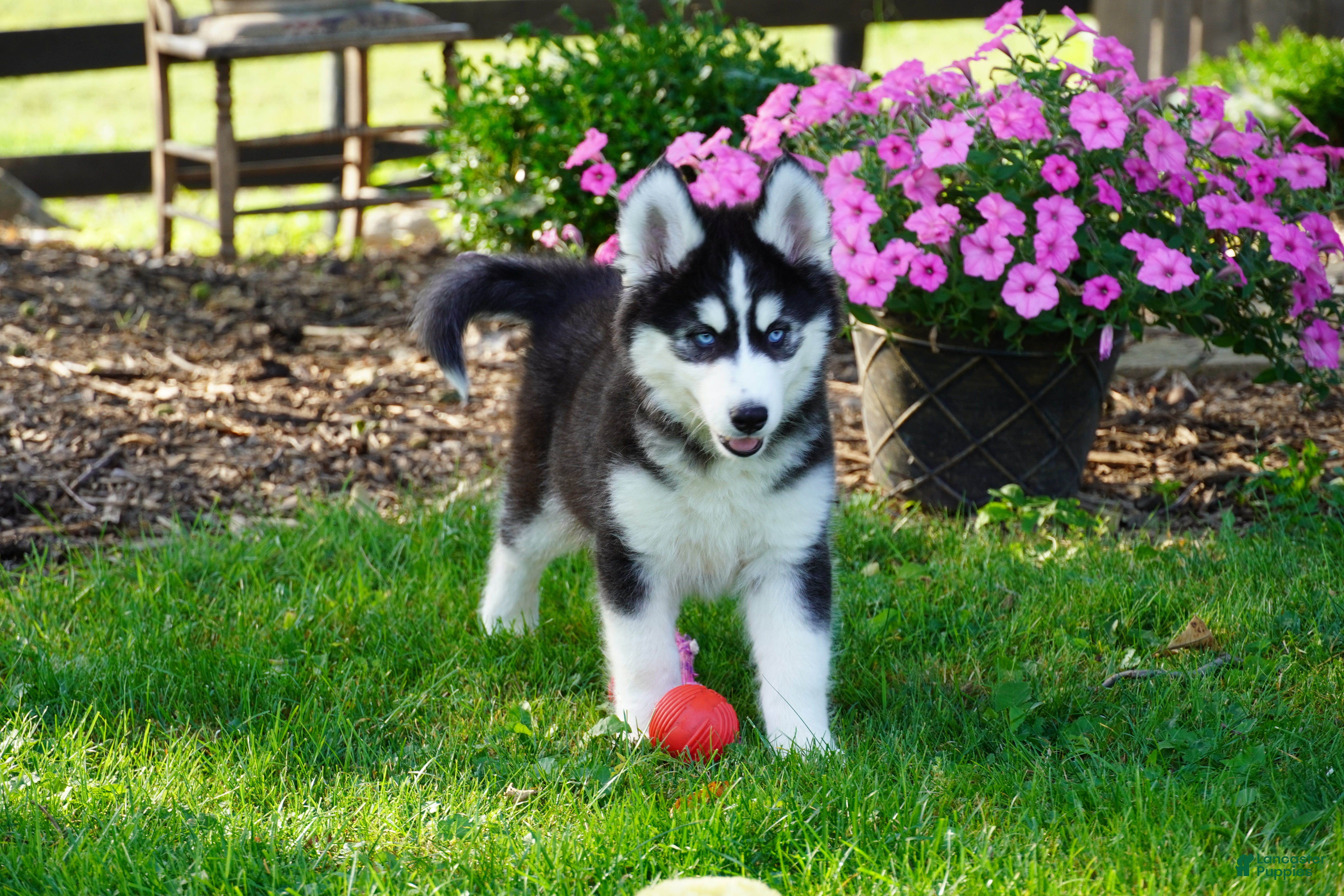 Siberian Husky dogs Blaze - Ad 1
