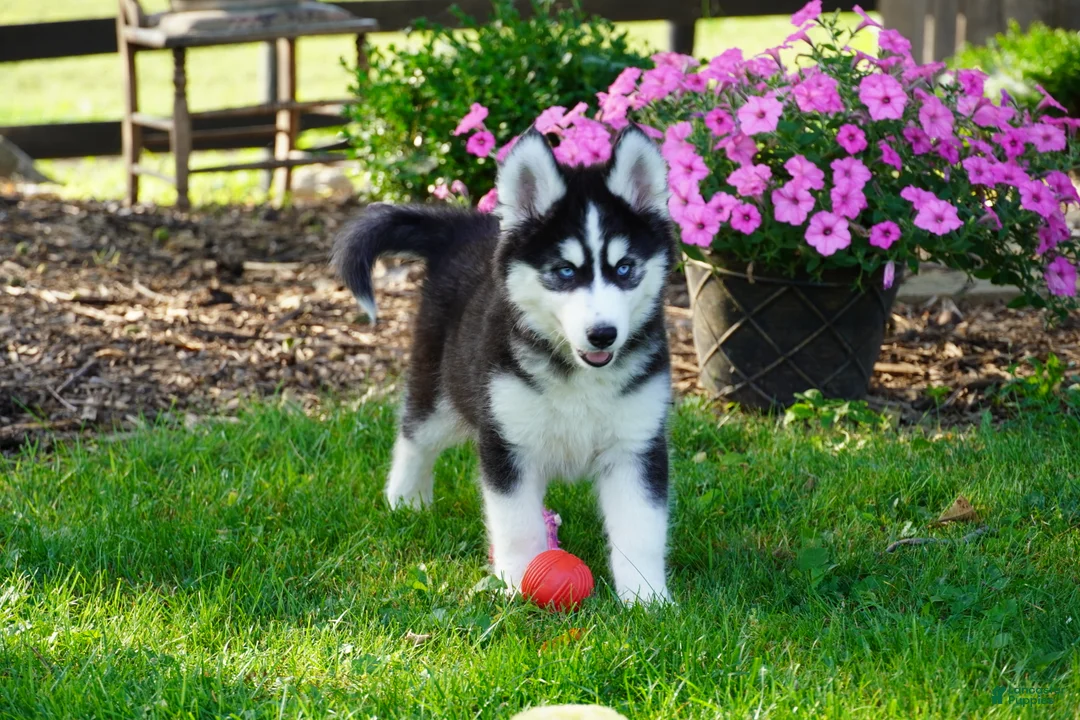 Siberian Husky dogs for sale: Blaze - Ad 1